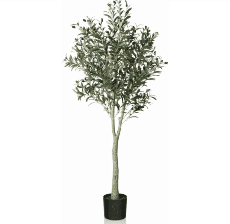 Location Olivier artificiel