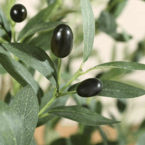 Location olivier artificiel